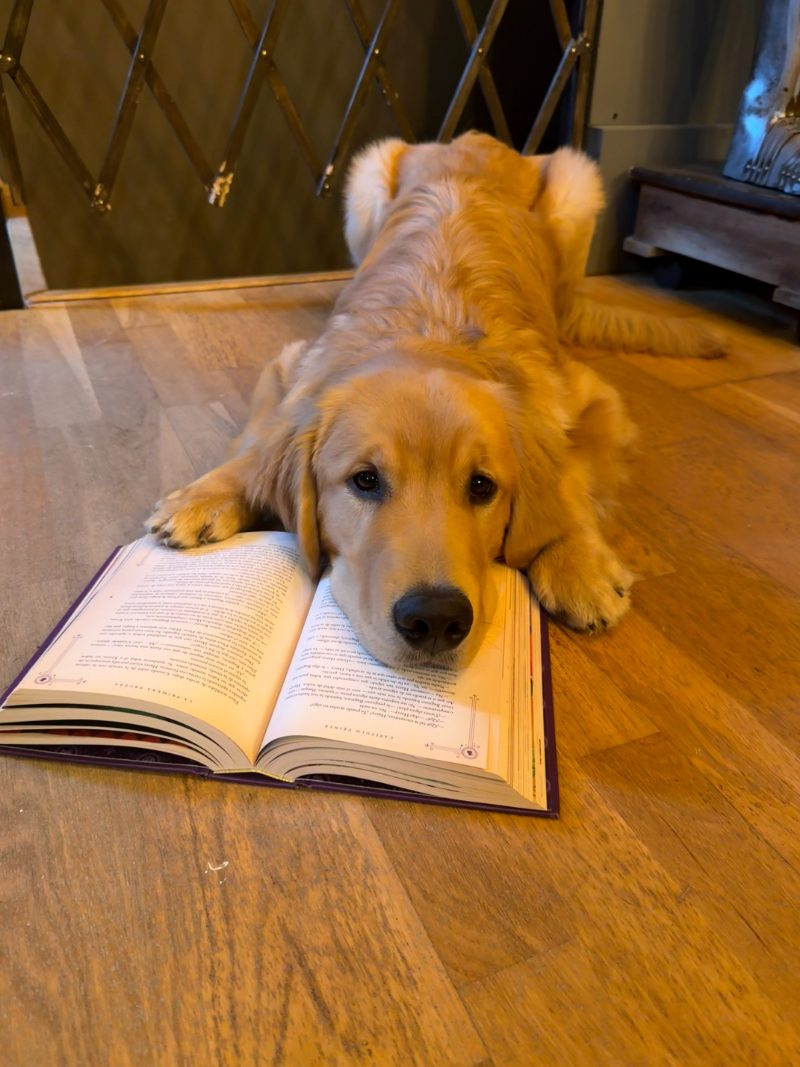 Tomy, el perro librero de Valdorum